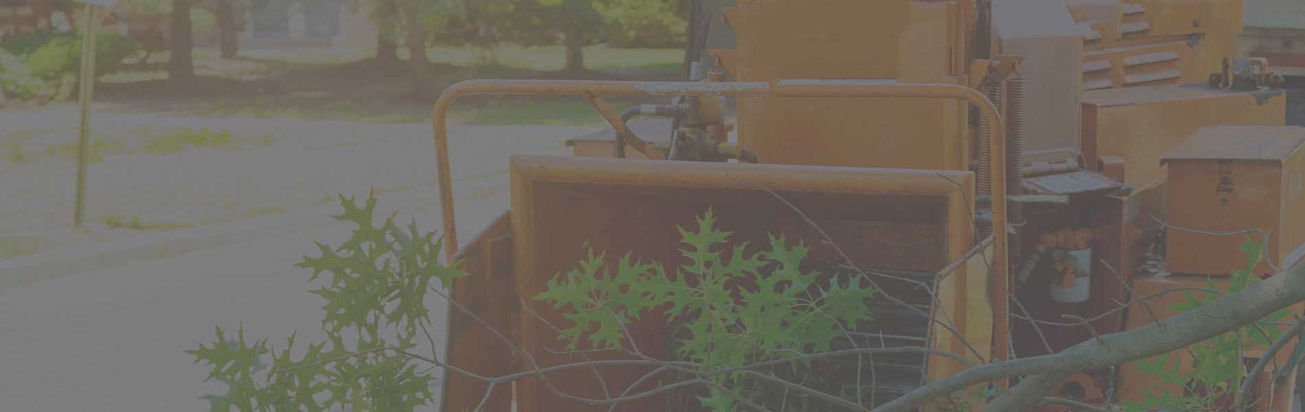 Thunder Ridge Tree Service Images