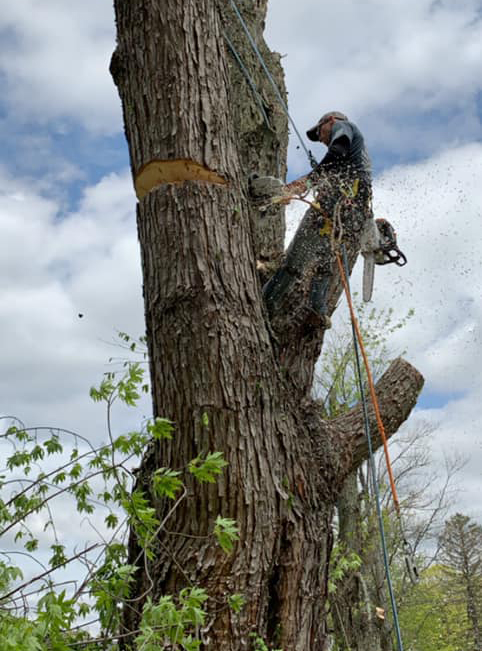 Thunder Ridge Tree Service Images