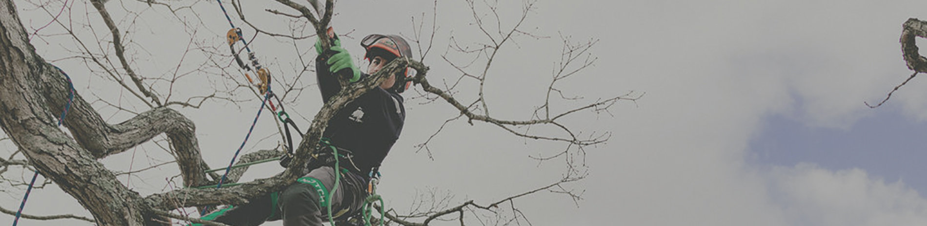 Thunder Ridge Tree Service Images